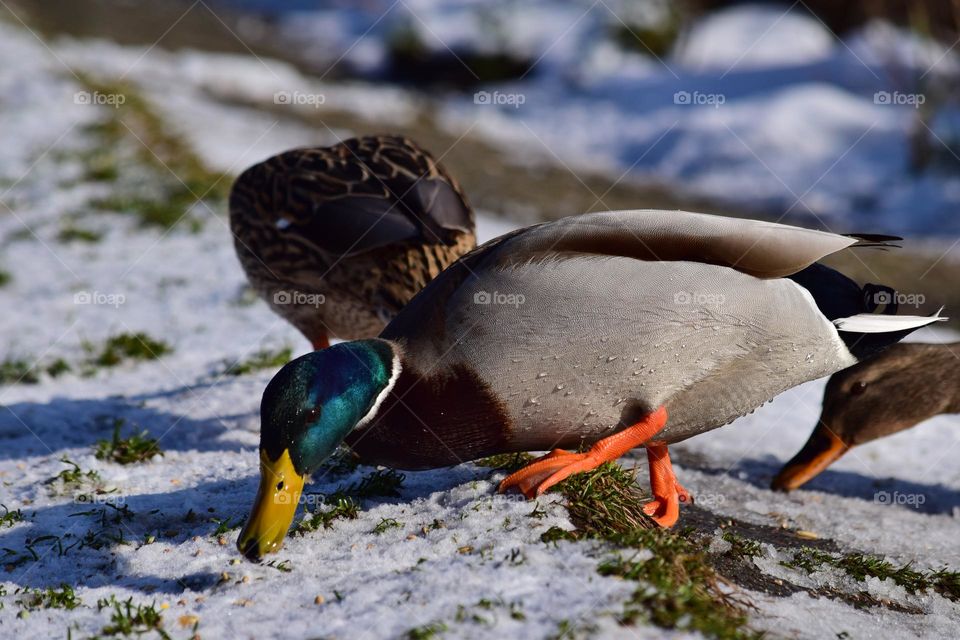 A duck picking up seed from icy grass