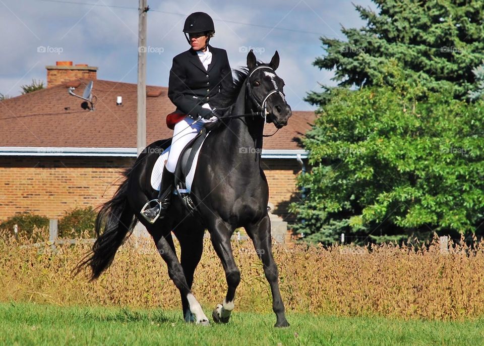Black Jack. A beautiful black stallion competes in Dressage