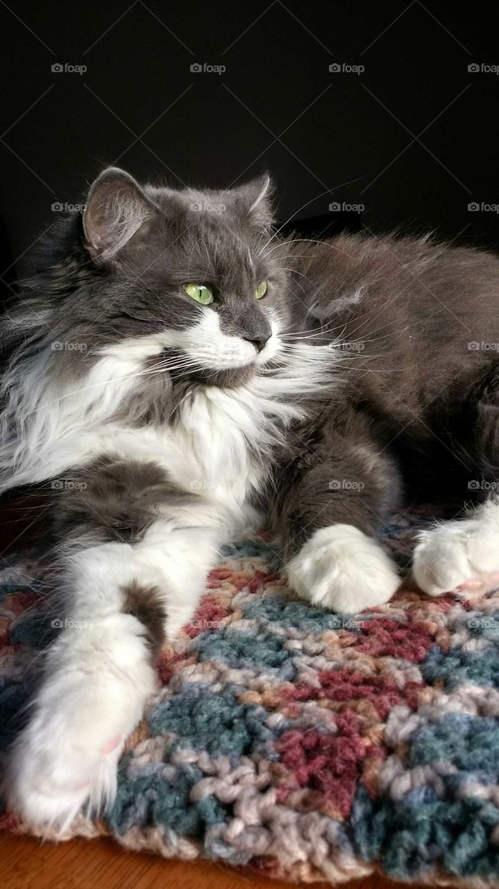 Grey long hair cat