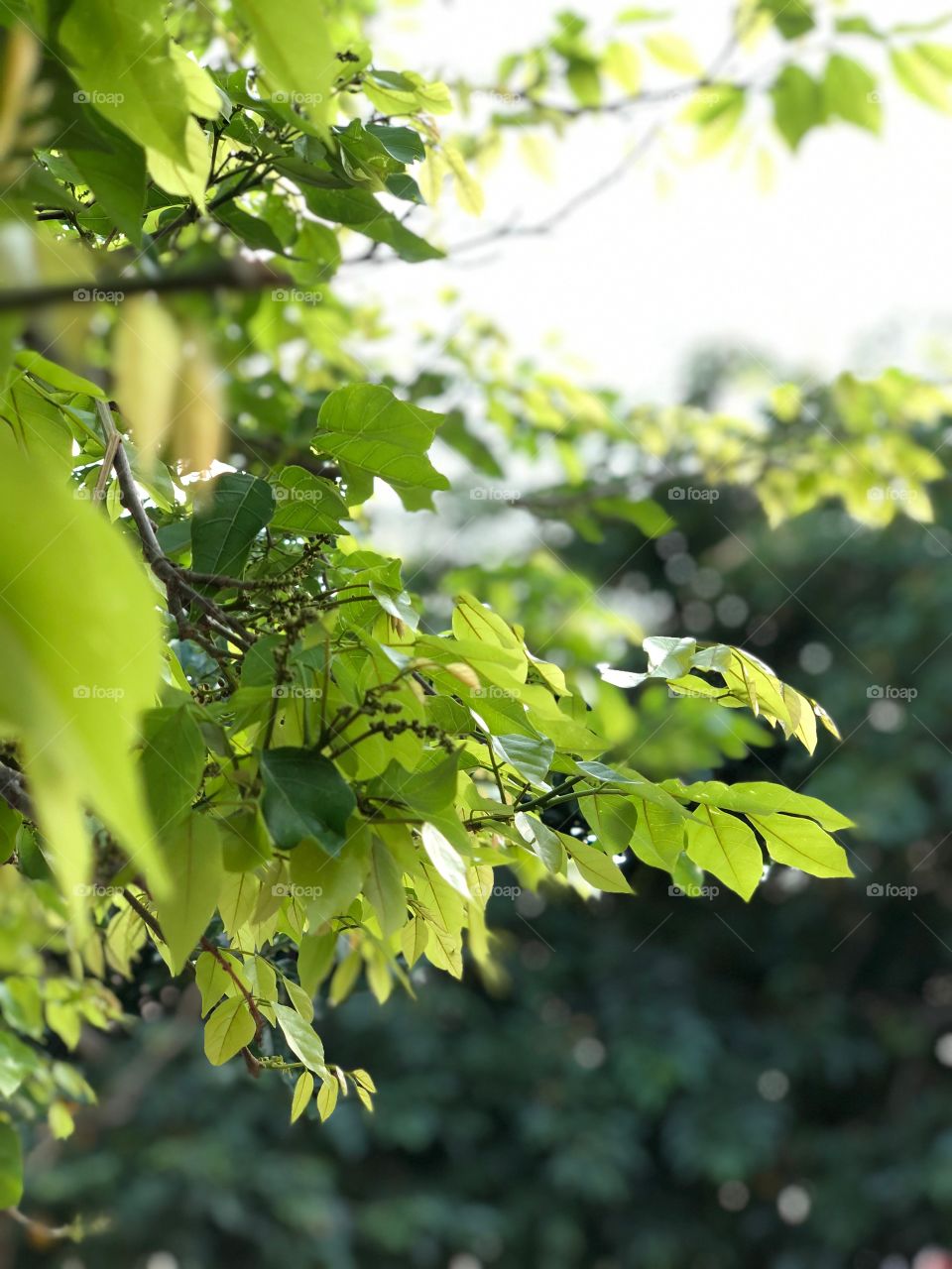 Tree Leaf 🍁