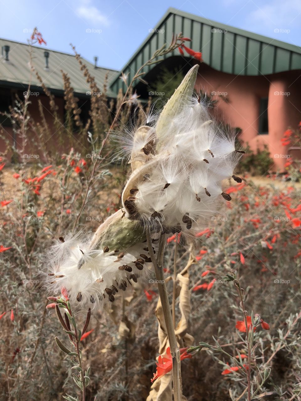 Nature, Flower, Tree, Outdoors, Winter
