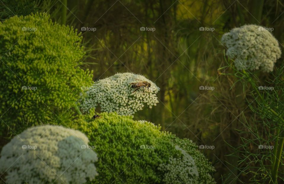 Honey Bee Pollinating Wildflowers 