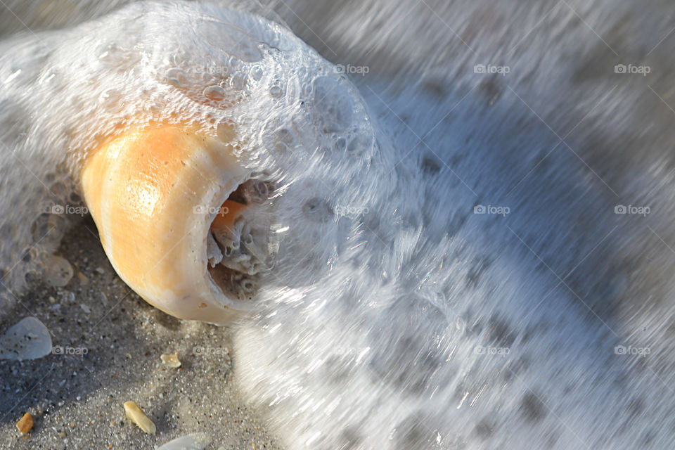 shell beach wave.. a wave taking over a shell on a beach in Clearwater Florida.