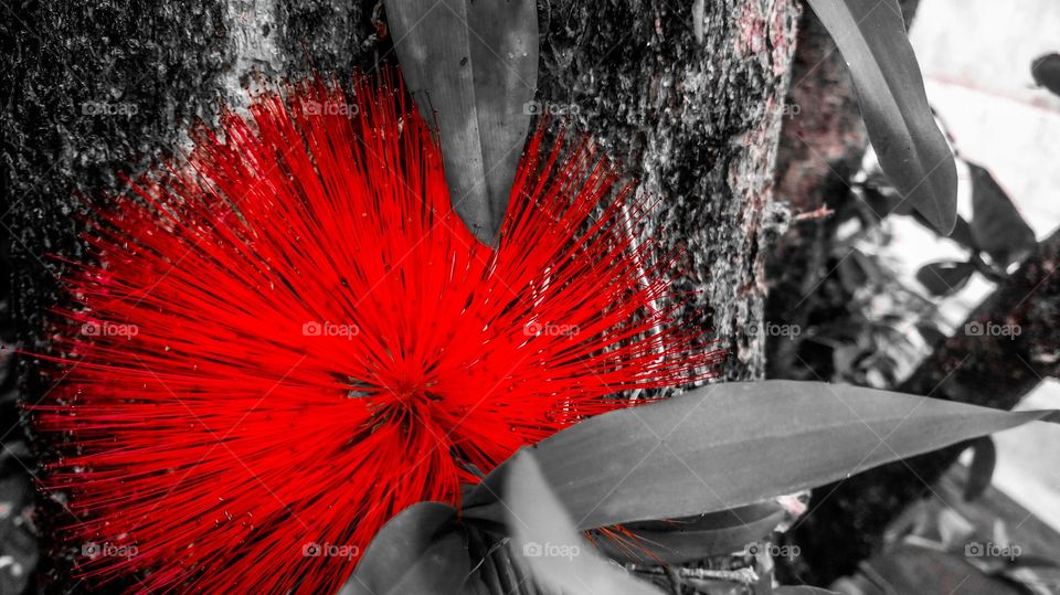 the flower red