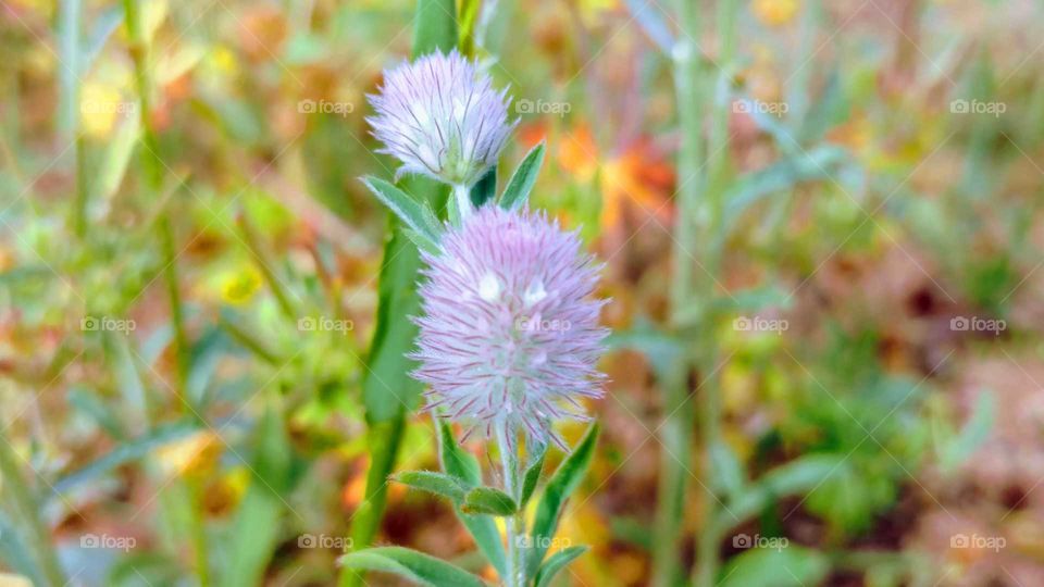 Nature, Flora, Summer, Leaf, Flower