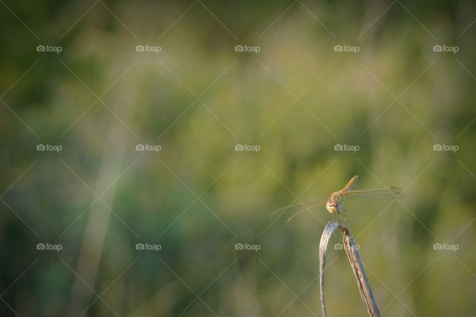 Dragonfly fights wind grabbing grass