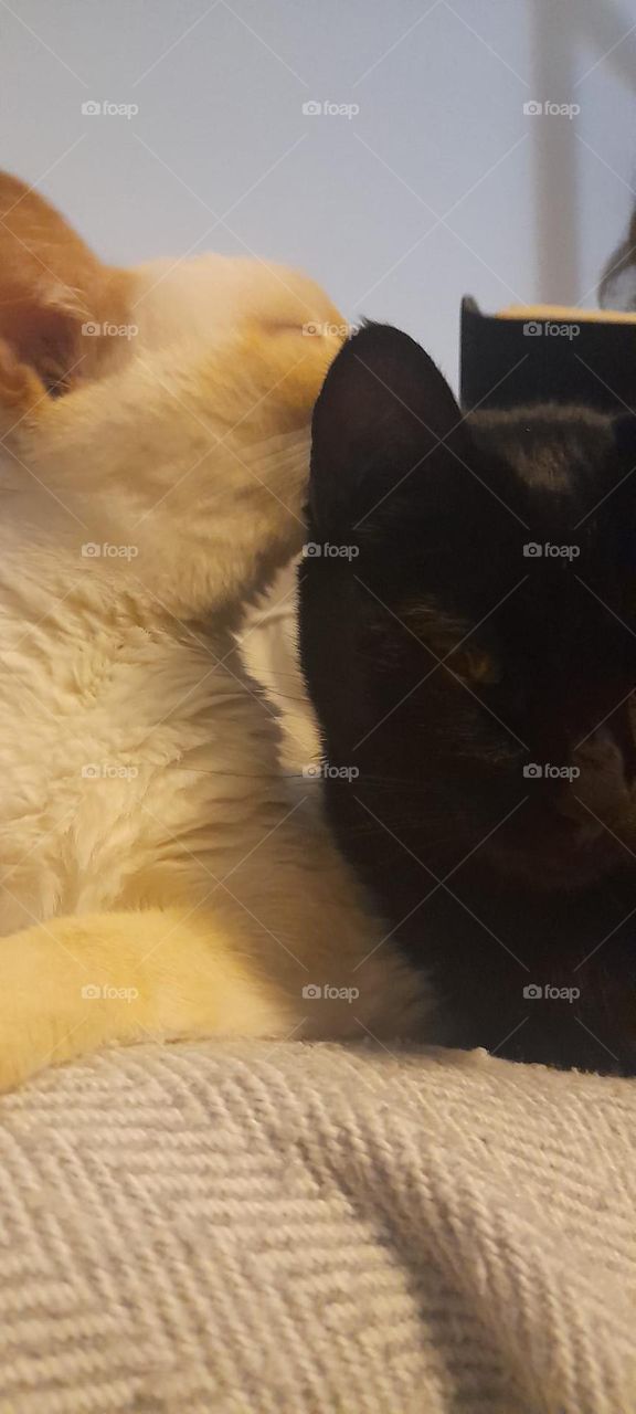 The black and white cats yin-yang cats