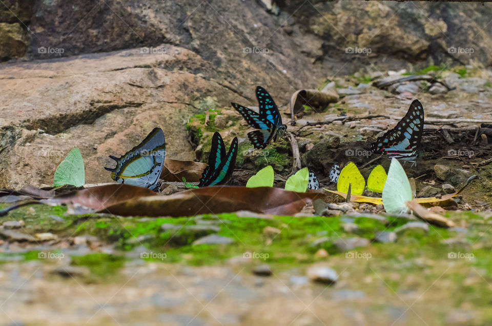 colourful butterflies