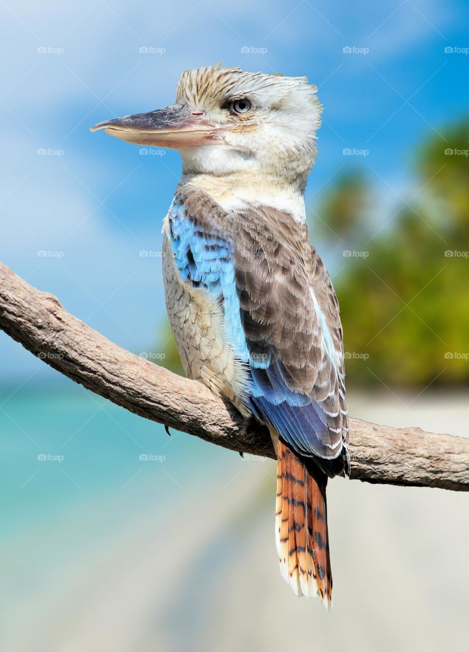 Beautiful and cute bird