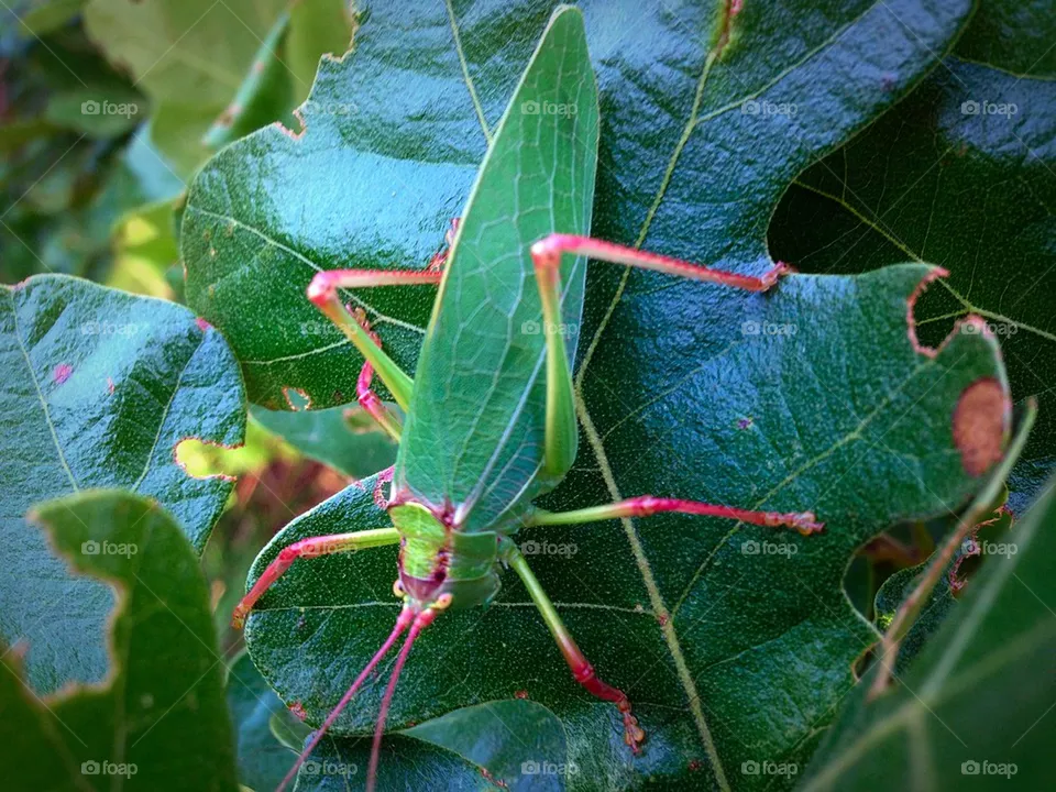 Camo bug