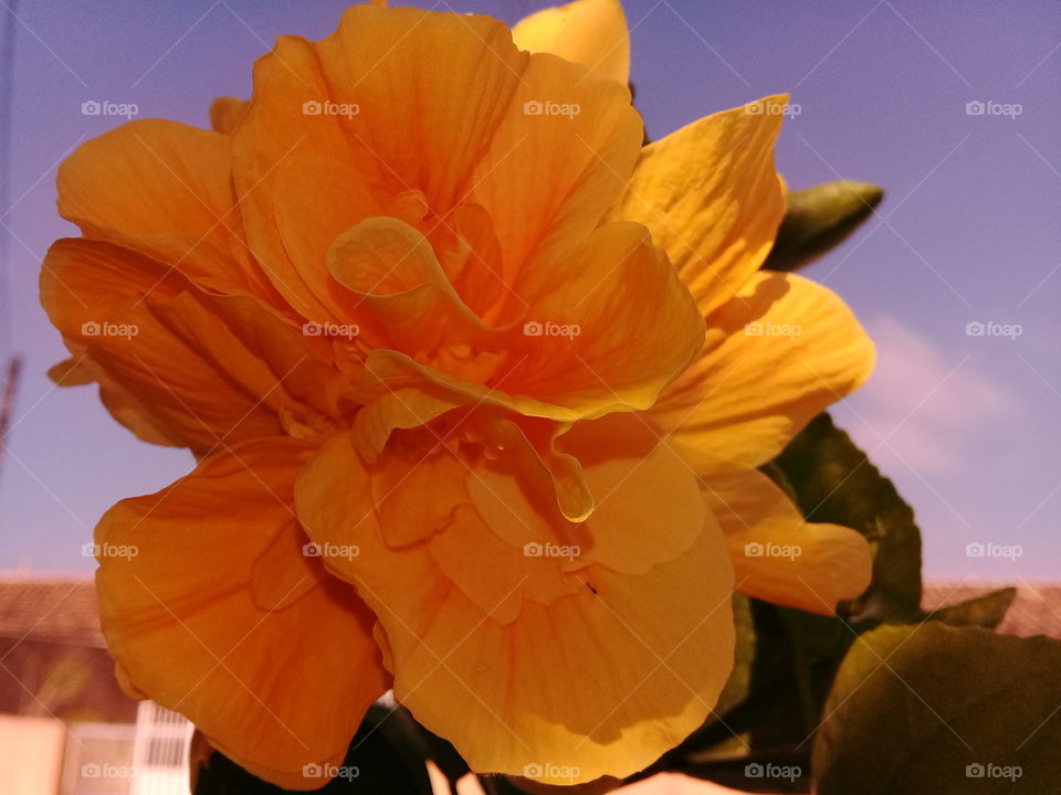 Yellow hibiscus. Beautiful flower in autumn.