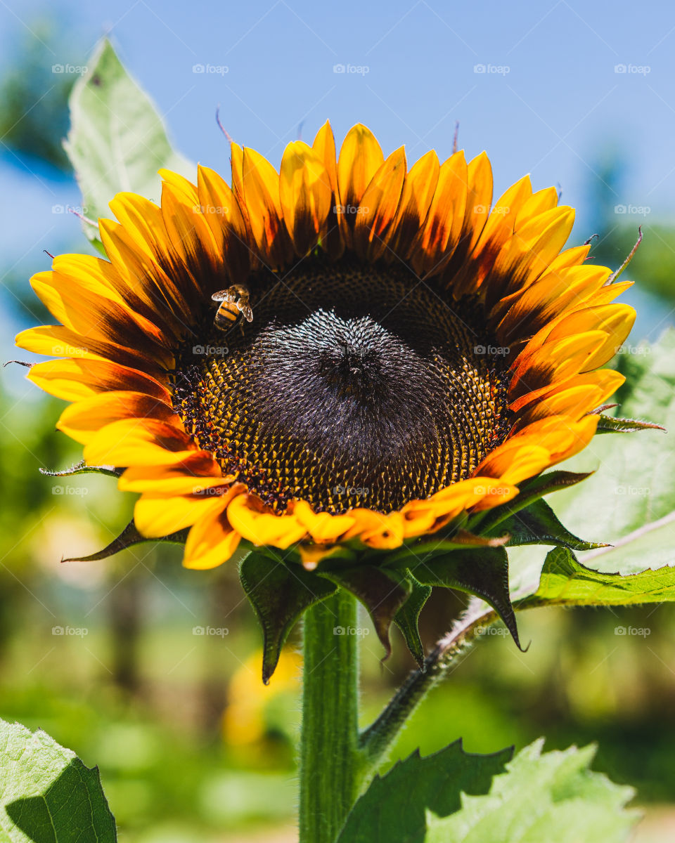 Summer sunflower, home of happy bees