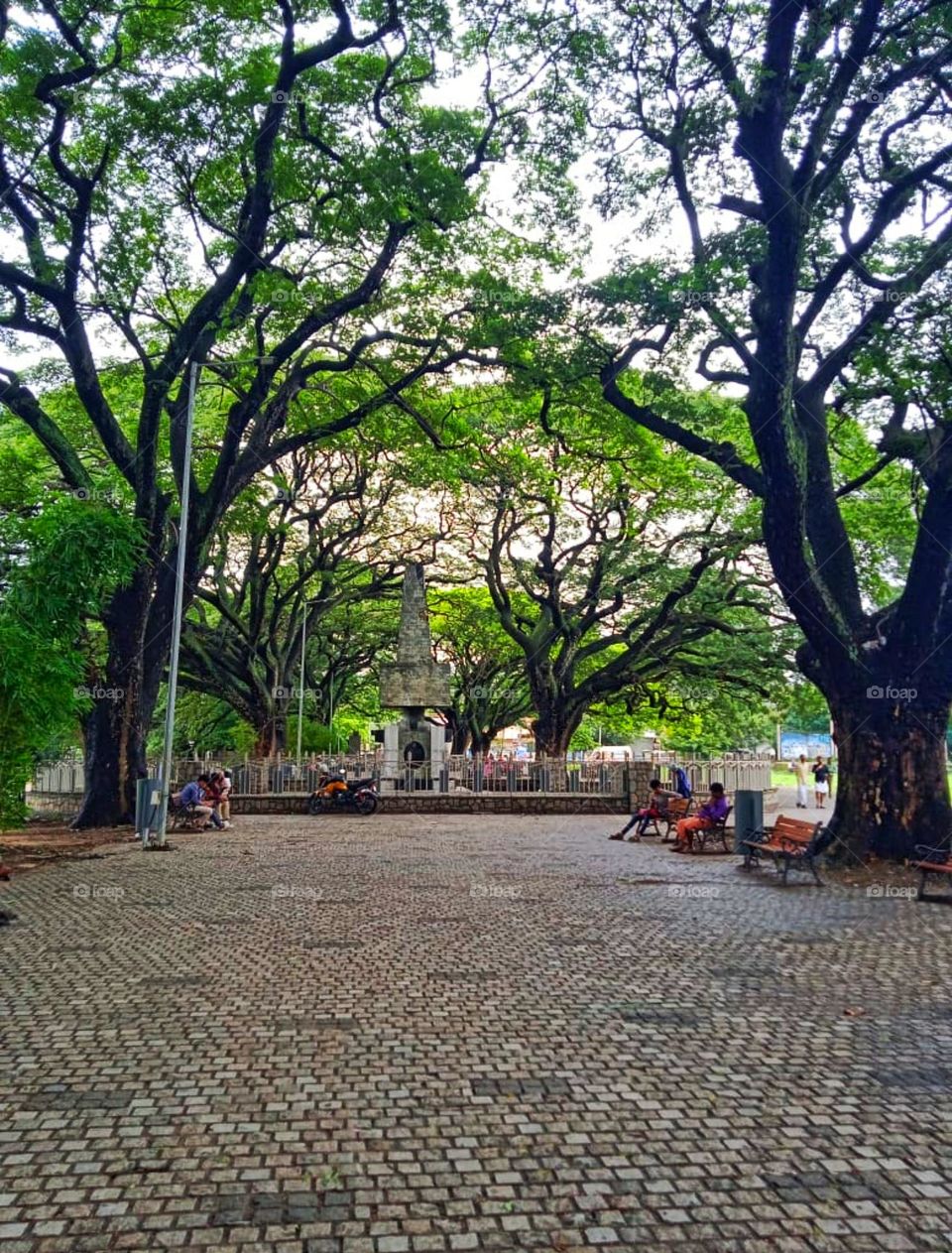 branches of trees create a beautiful scenery with a sanctuary between trees