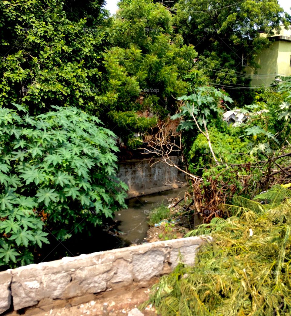 plants near the wasted water 