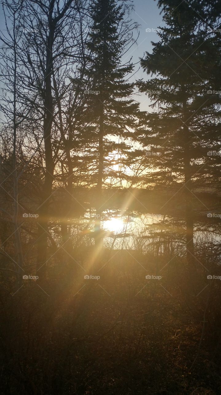 spruced Sun
spec ed f Sun