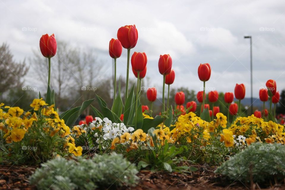 beautiful garden