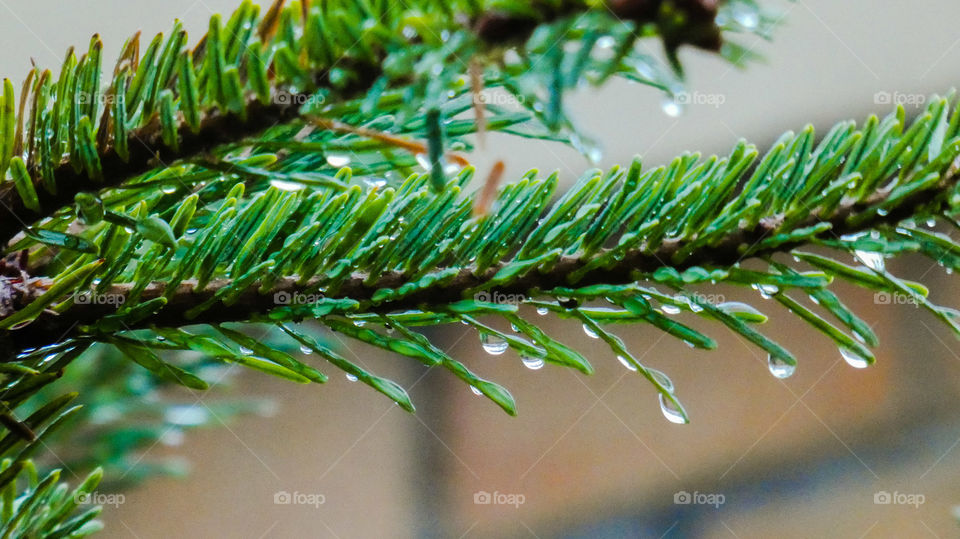 Pine needles and droplets of water