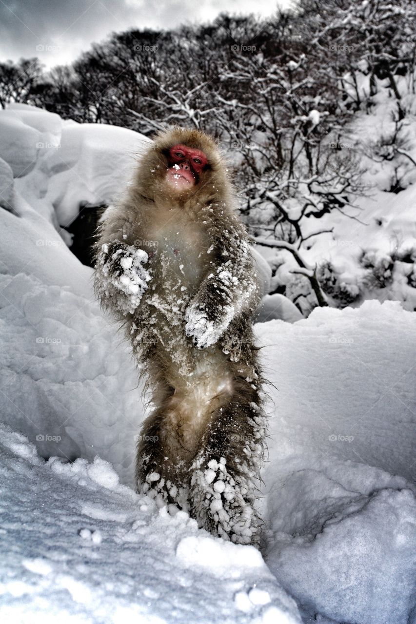 Japanese snow monkey standing up . Japanese Snow Monkey, Japan 
