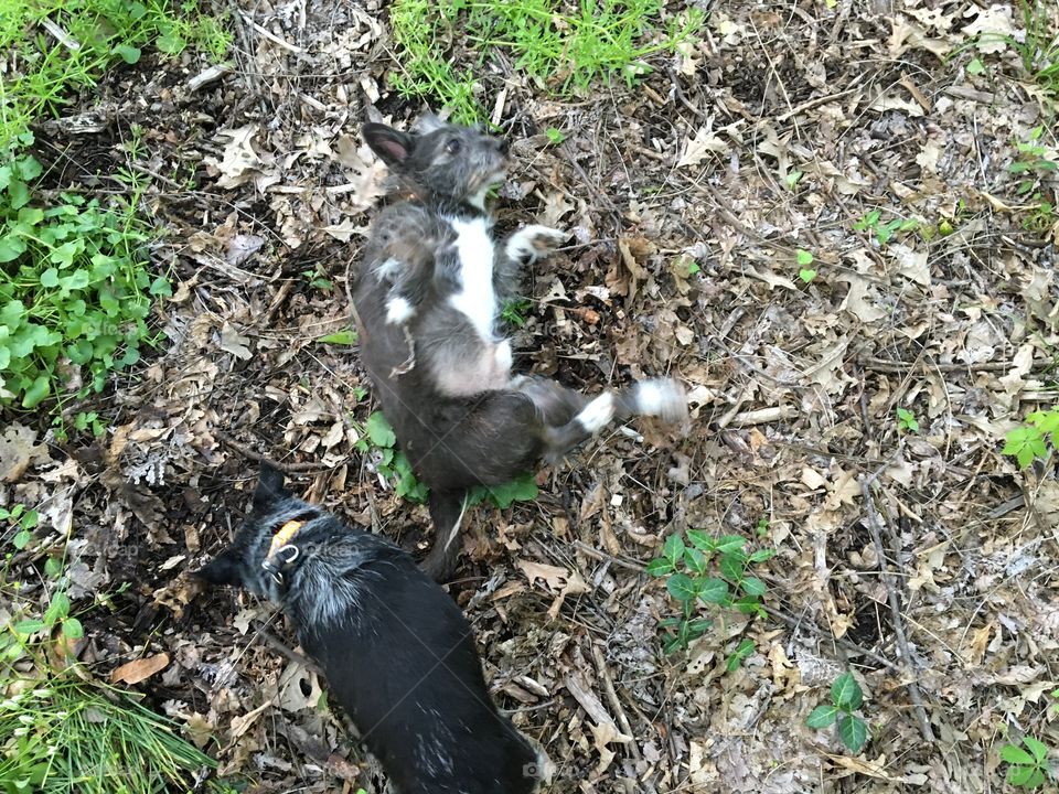Dogs rolling in dirt