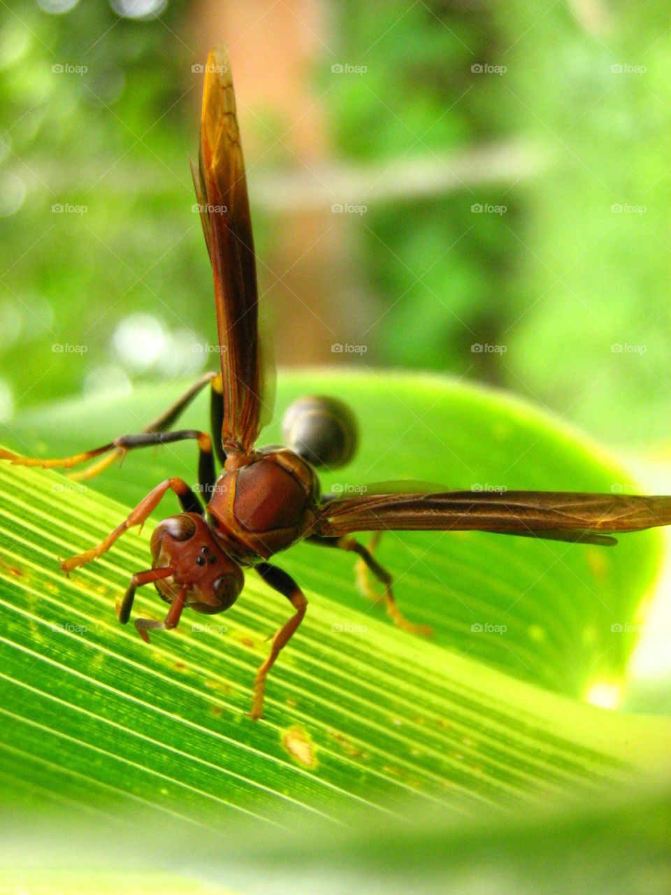 Macro Wasp.