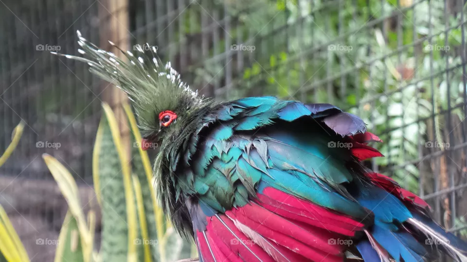 Bird, Feather, Nature, Tropical, Wildlife