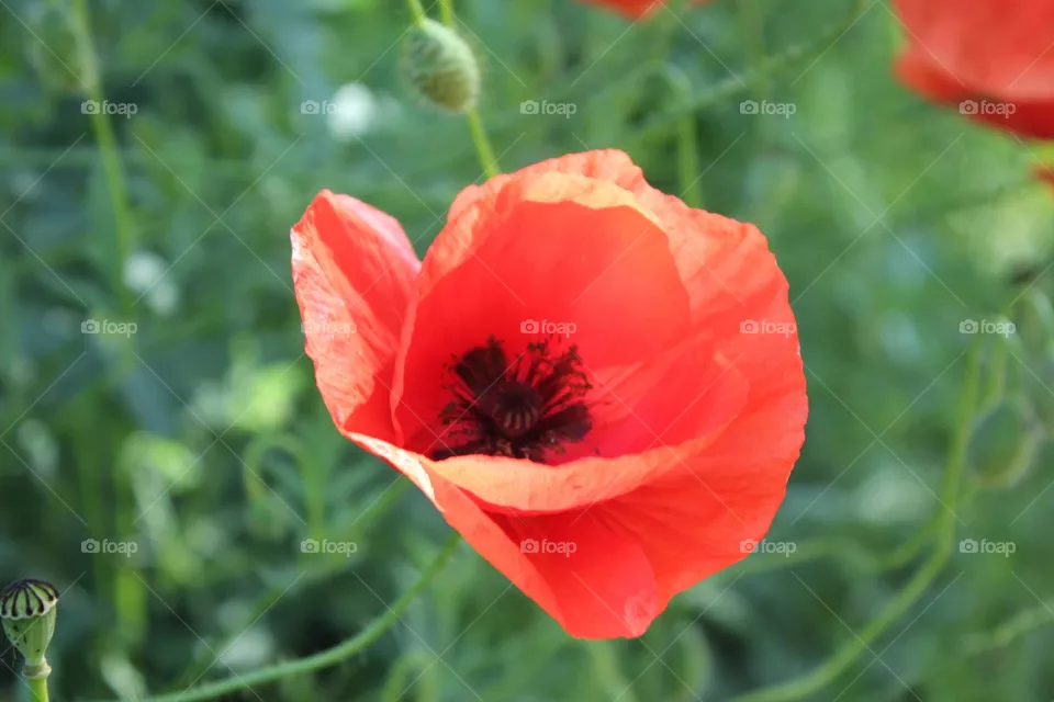 Color