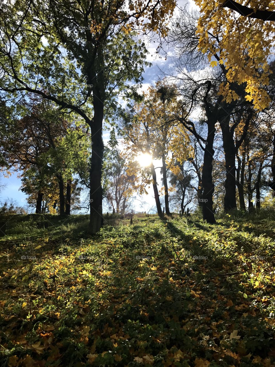 Sunlight passing through trees