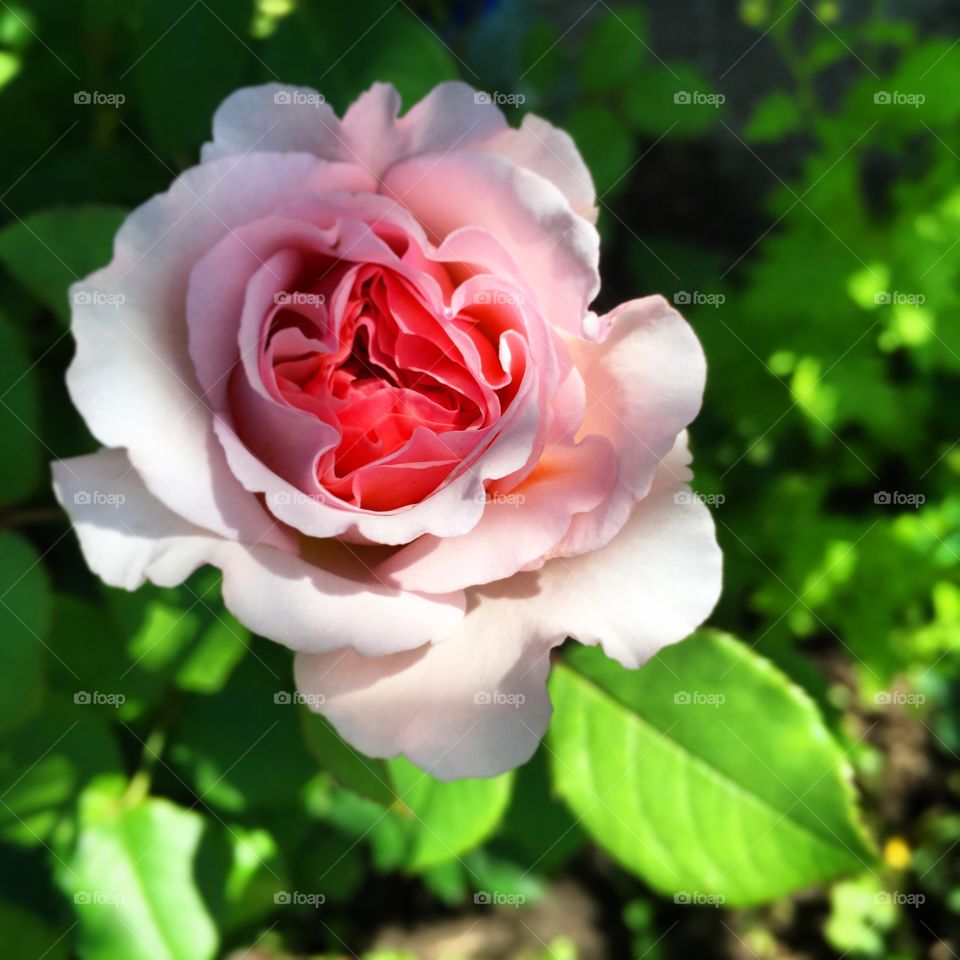 Beautiful pink rose 