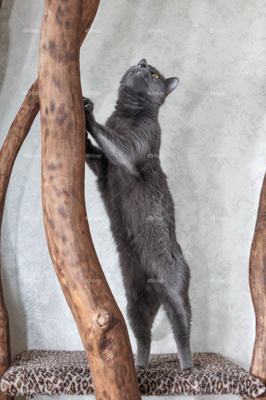 Russian blue cat standing in room