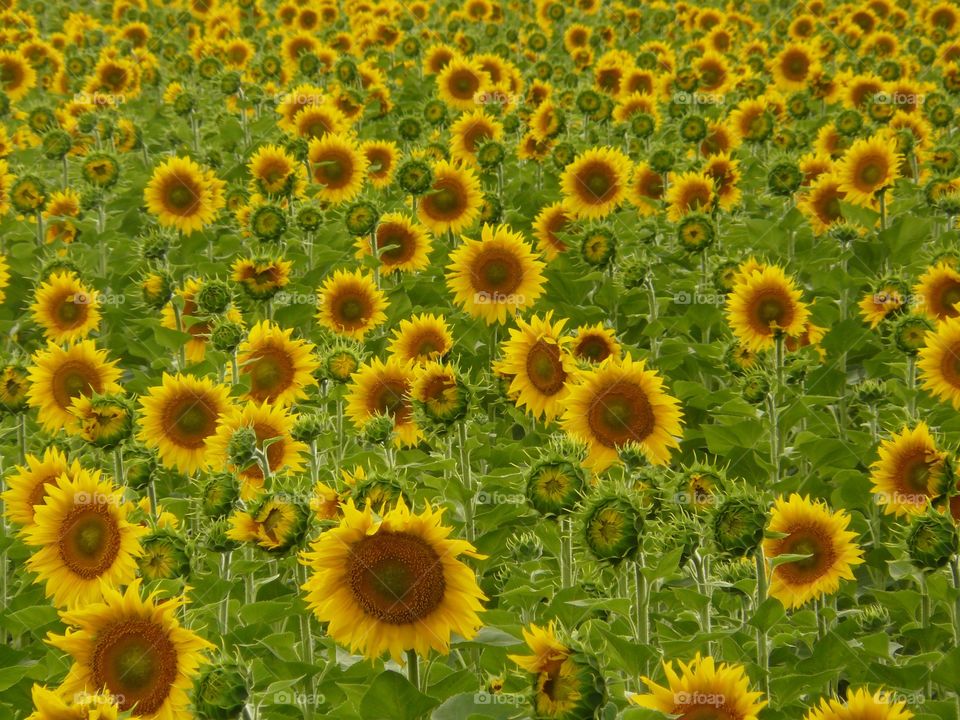 happy sunflowers