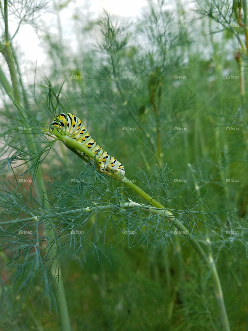 Caterpillar in the Dill
