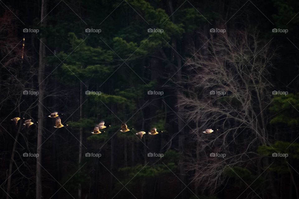 Canada geese flying over the lake 