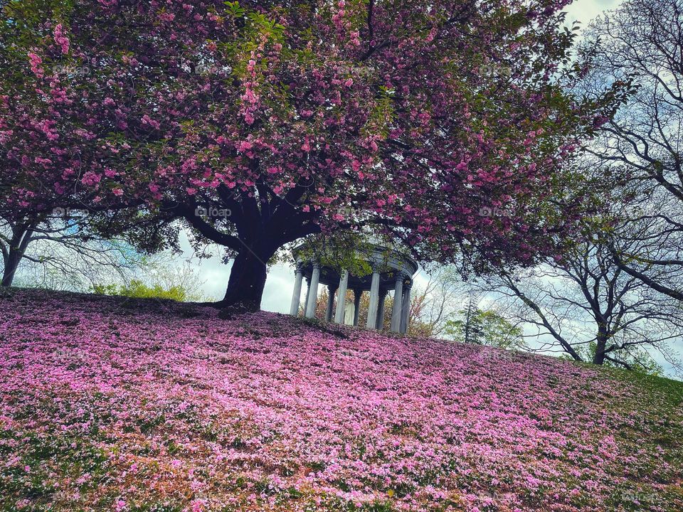 Cherry blossom petals look like pink snow 