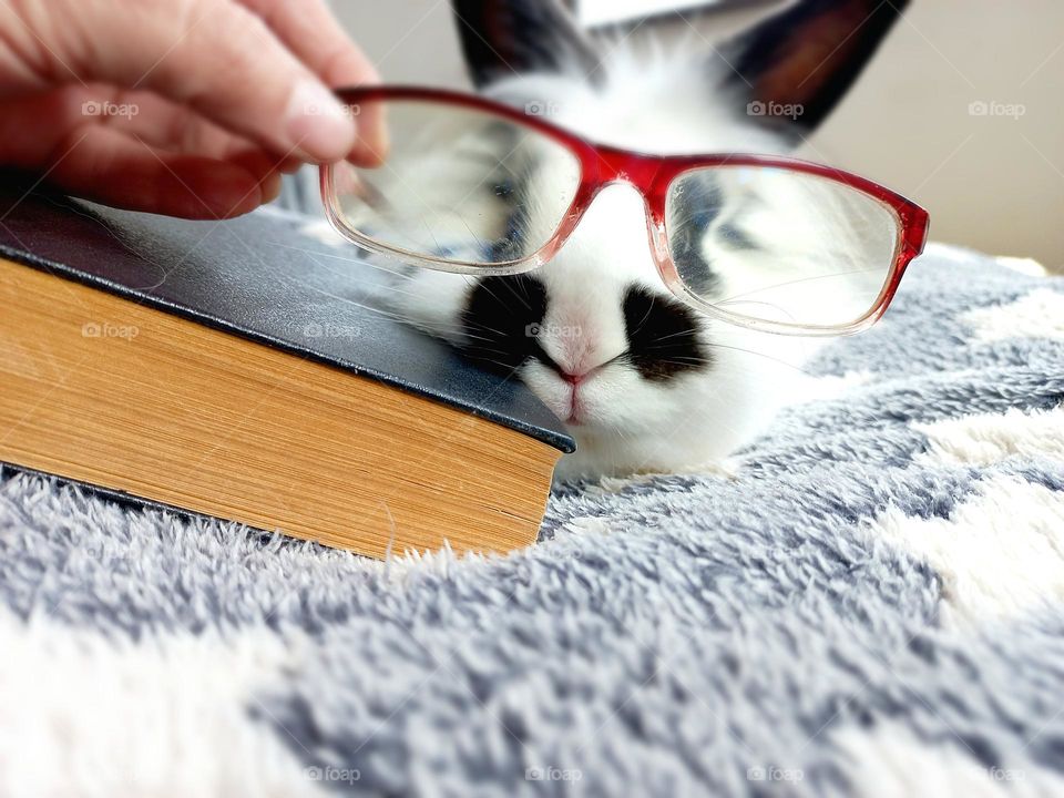 rabbit with glasses and a book.