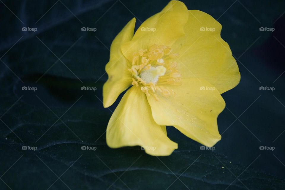 Yellow flower 