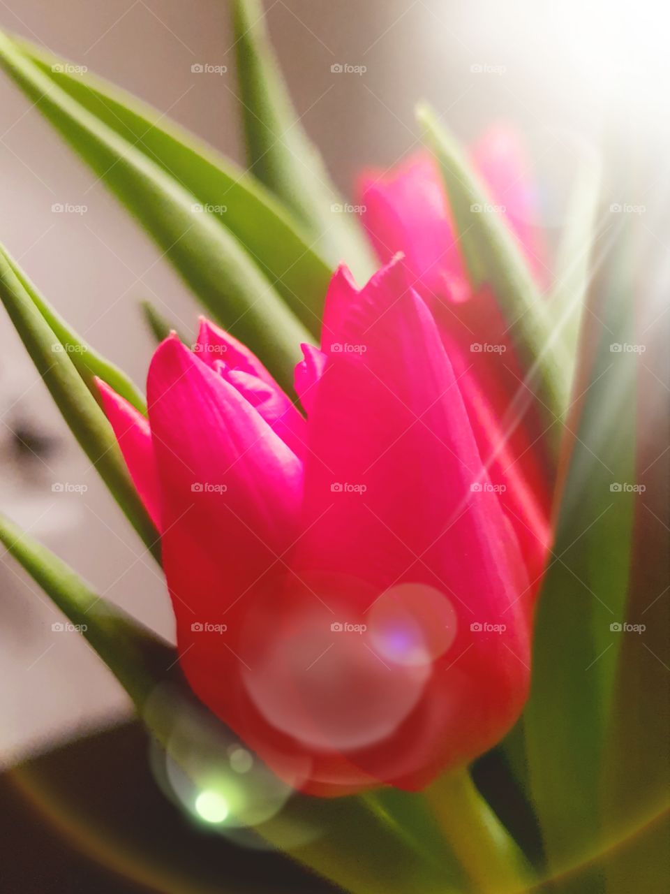 Tulip