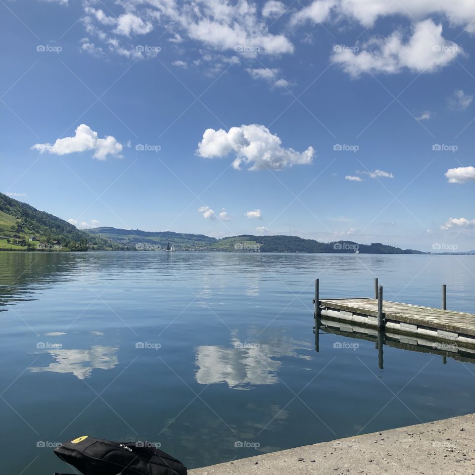 swan, sketch, white swan