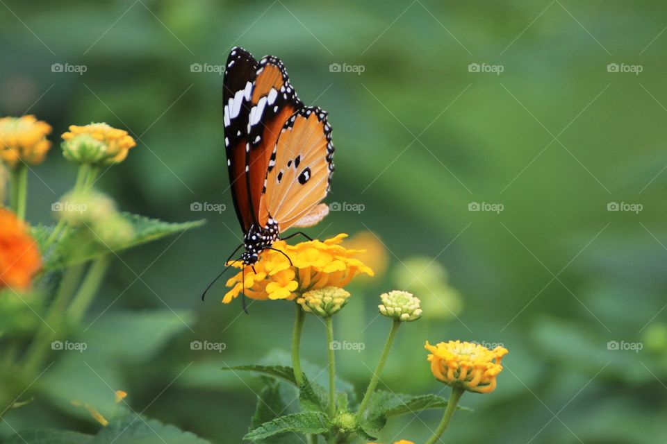 butterfly on flower