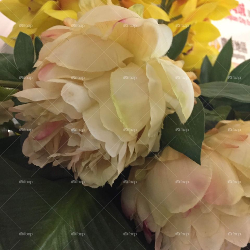 Pink And White Peonies and Yellow Orchids