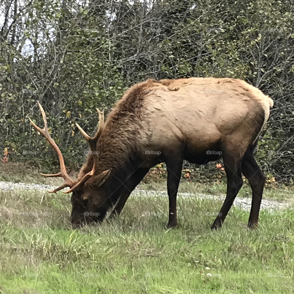 Grazing elk Orick Ca