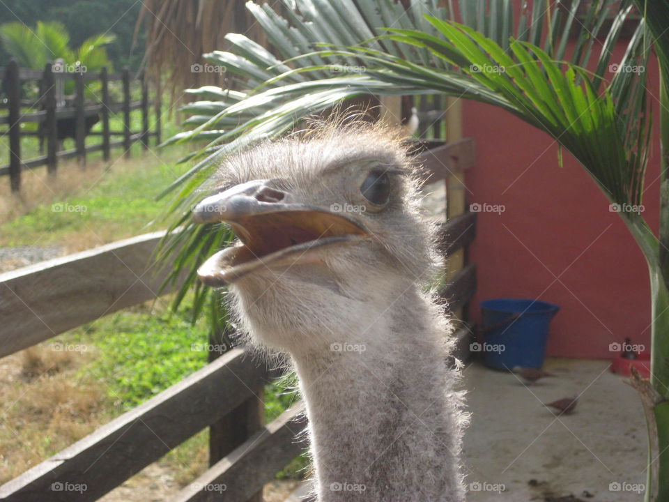 Ostrich 