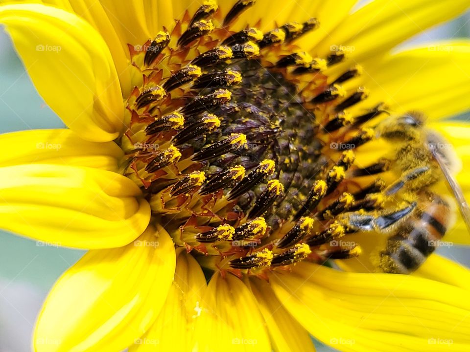 Yellow common sunflower on a bright sunny summer day and a honeybee pollinator.