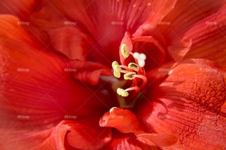 Macro shot of beautiful red flowers