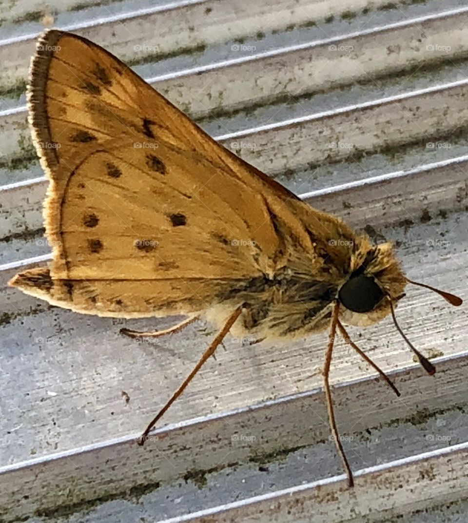 The smallest of postage-stamp speckled moths, unafraid of having its’ portrait captured. 