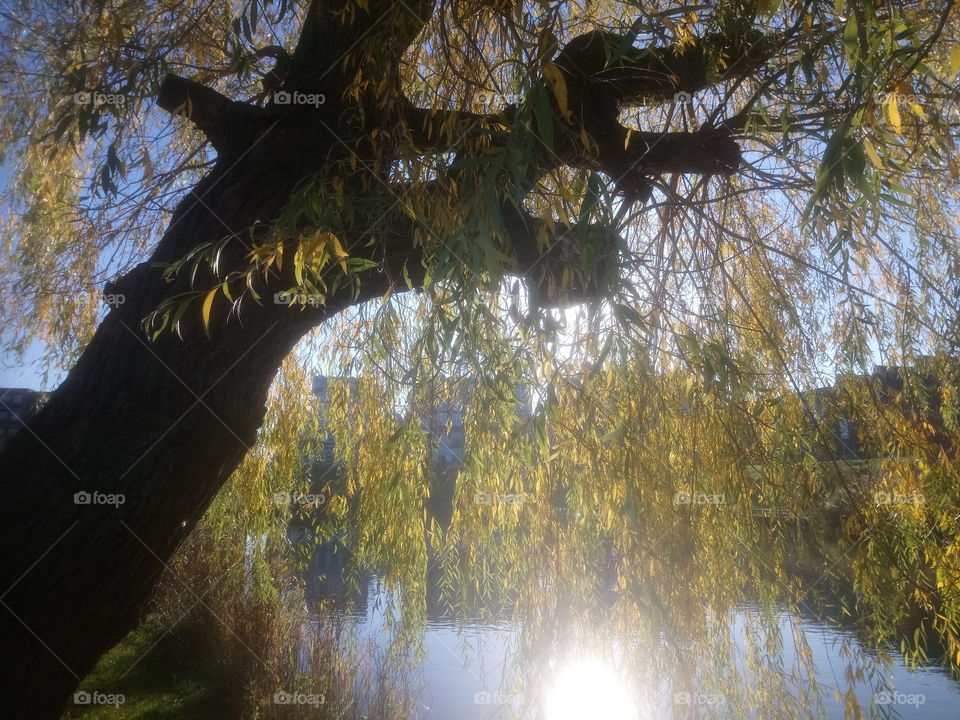Silhouette of a large Willow tree with beautiful autumn foliage. The sun is reflected in the water of a nearby lake.