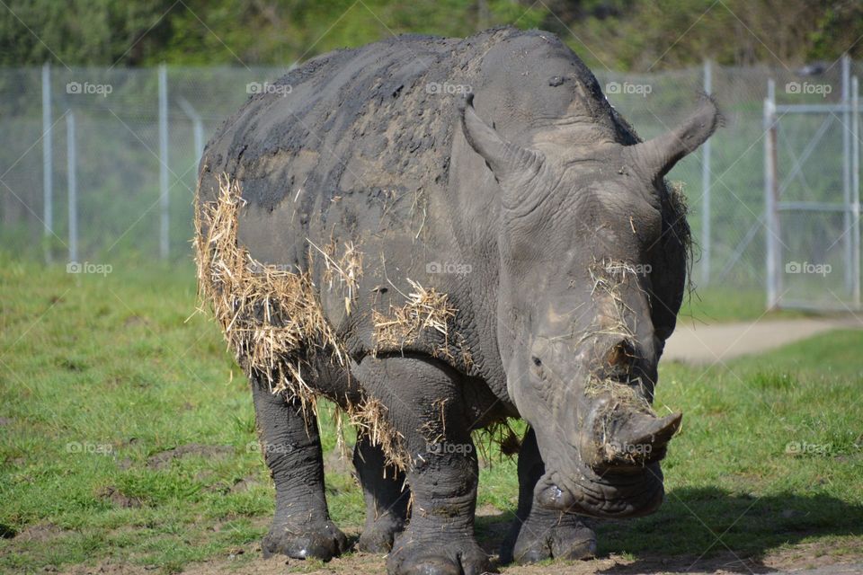 Rhinoceros grazing 