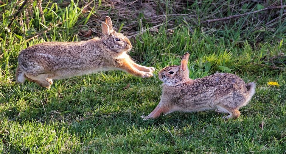 Silly bunnies