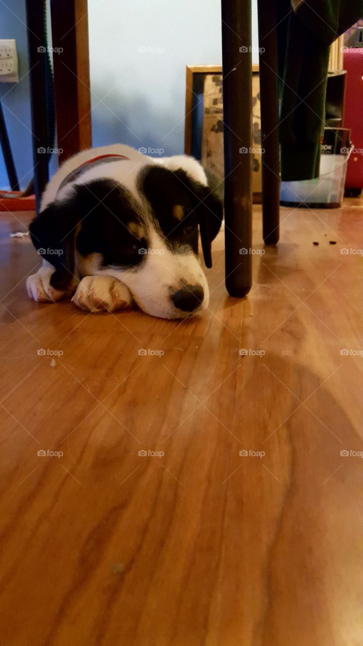 puppy resti f under tje table