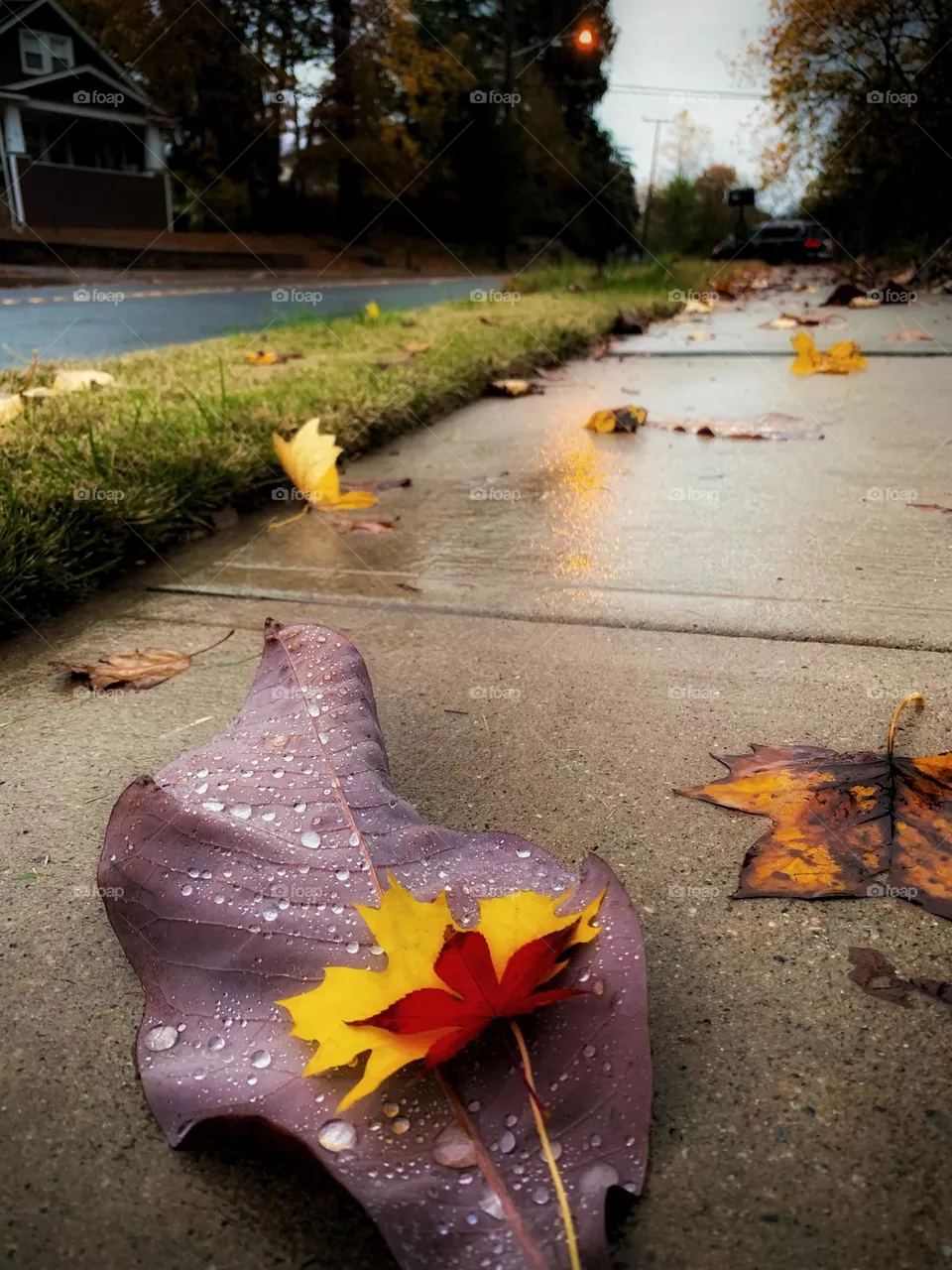 Leafs in the rain