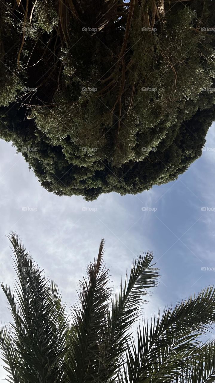 Combination south and north trees in djamoura, biskra, 🇩🇿 🌲 🌴